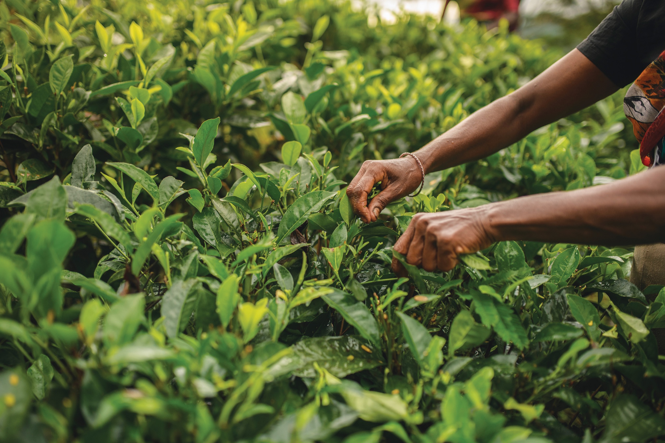 Handpicked with care 🌱