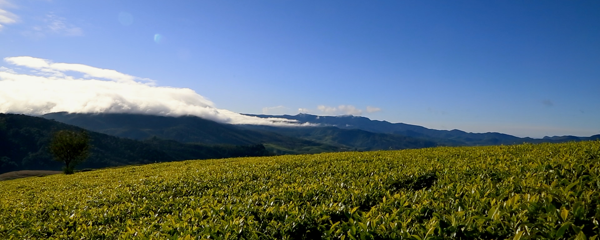 Ceylon tea country views 🌿