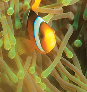 A photo of a Clownfish Under the Sea